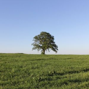 sustainability consultancy ireland